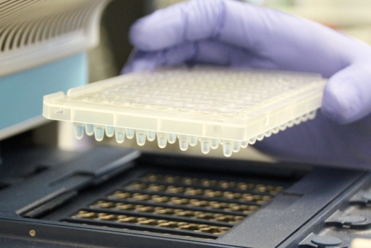 gloved hand holds PCR tray filled with samples
