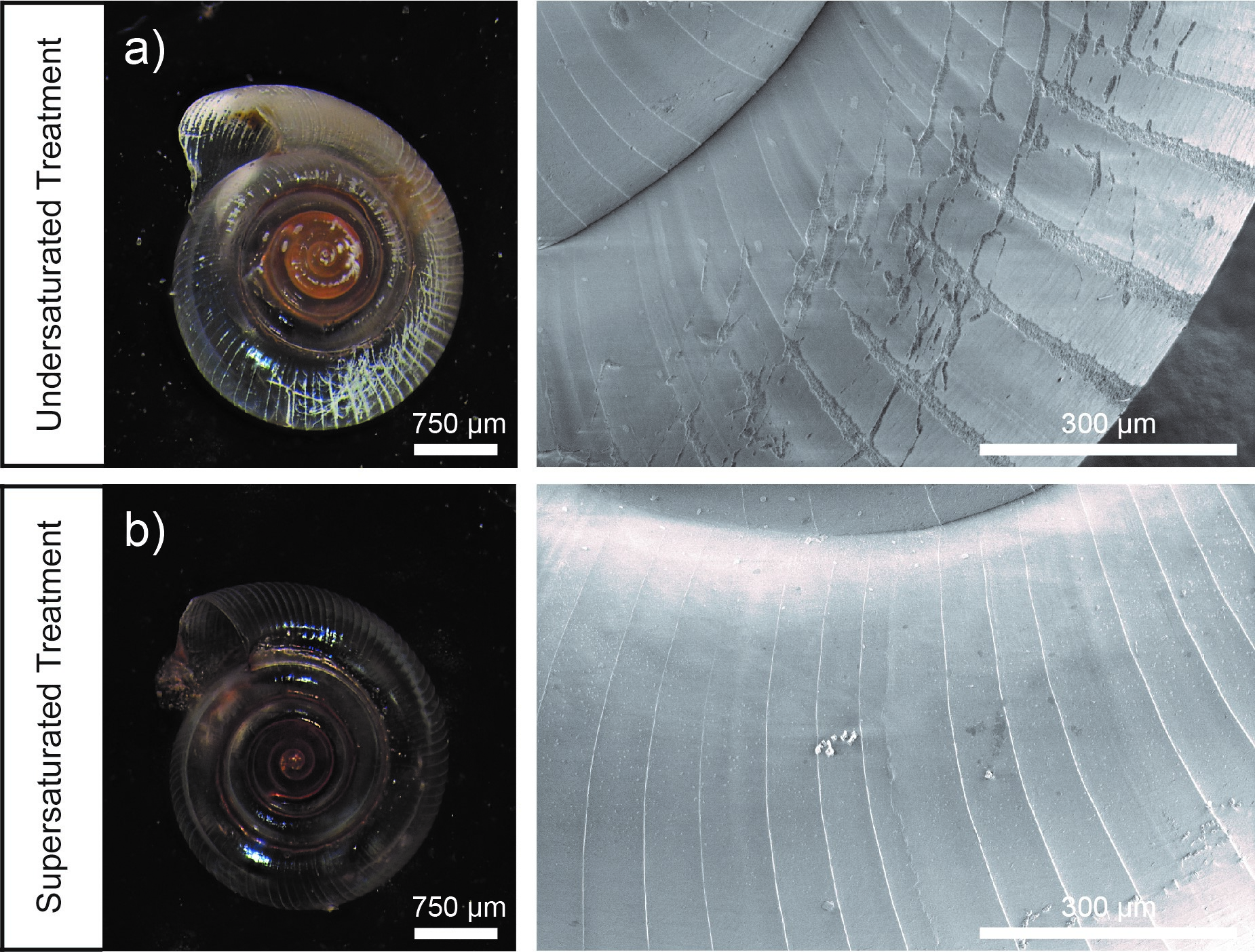 Close up images of the pteropod shell in the undersaturated and supersaturated conditions, displaying the shell damage from the undersaturated condition