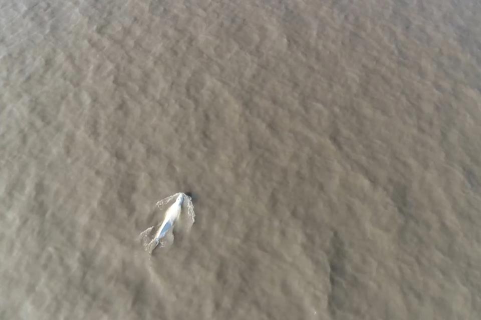 Aerial photo of a beluga whale swimming in greyish-brown water