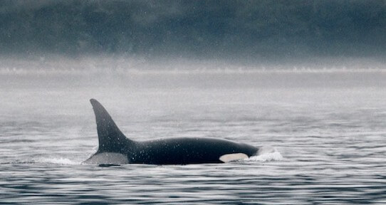 Orca whale swimming in the ocean on a rainy day
