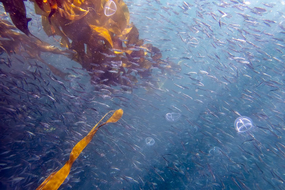 A school of herring