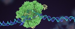 Car T cells