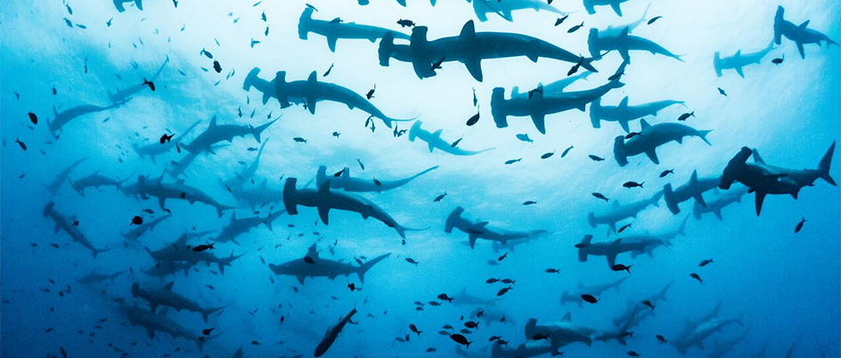 A school of hammerhead sharks in the ocean