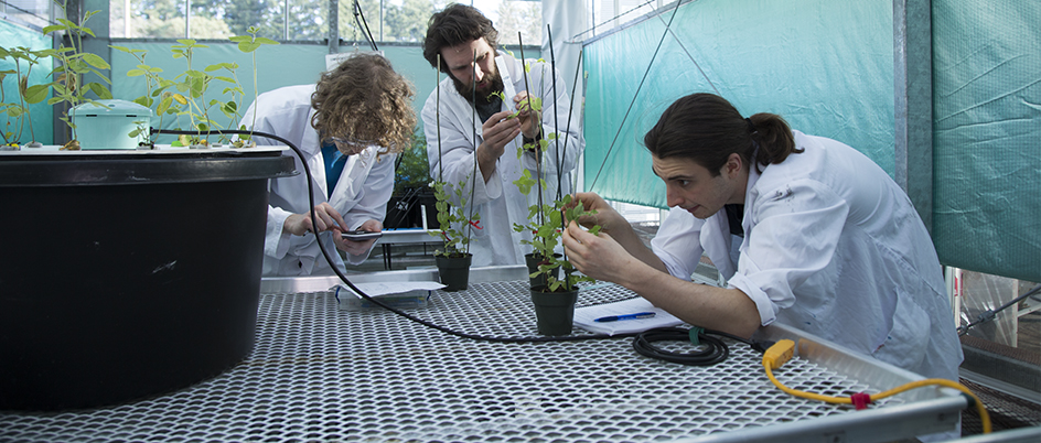 Three students in a greenhouse examining plants