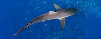 Reef shark in the water