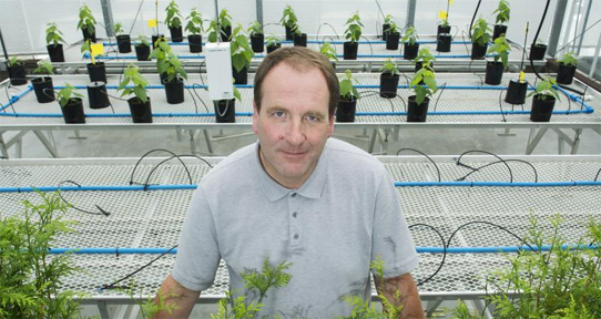 Binges in a greenhouse
