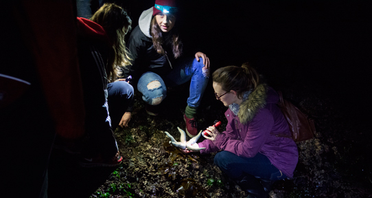 Three students looking at a starfish during a nighttime field trip to Clover Point
