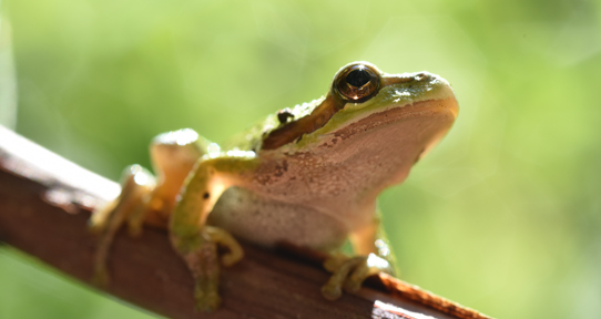 Frog
