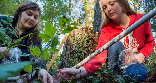 Ecology students making ground measurements in a forest and collecting fallen leaves