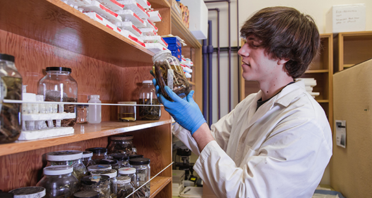 Nicholas Planidin in the Reimchen Lab holding a jar with stickleback fish