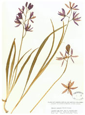 Camassia leichtlinii