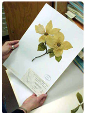 Cornus nuttallii