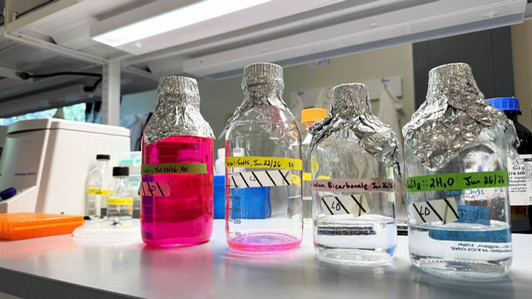 Four beakers on lab bench, 2 with pink liquid and 2 with clear liquid