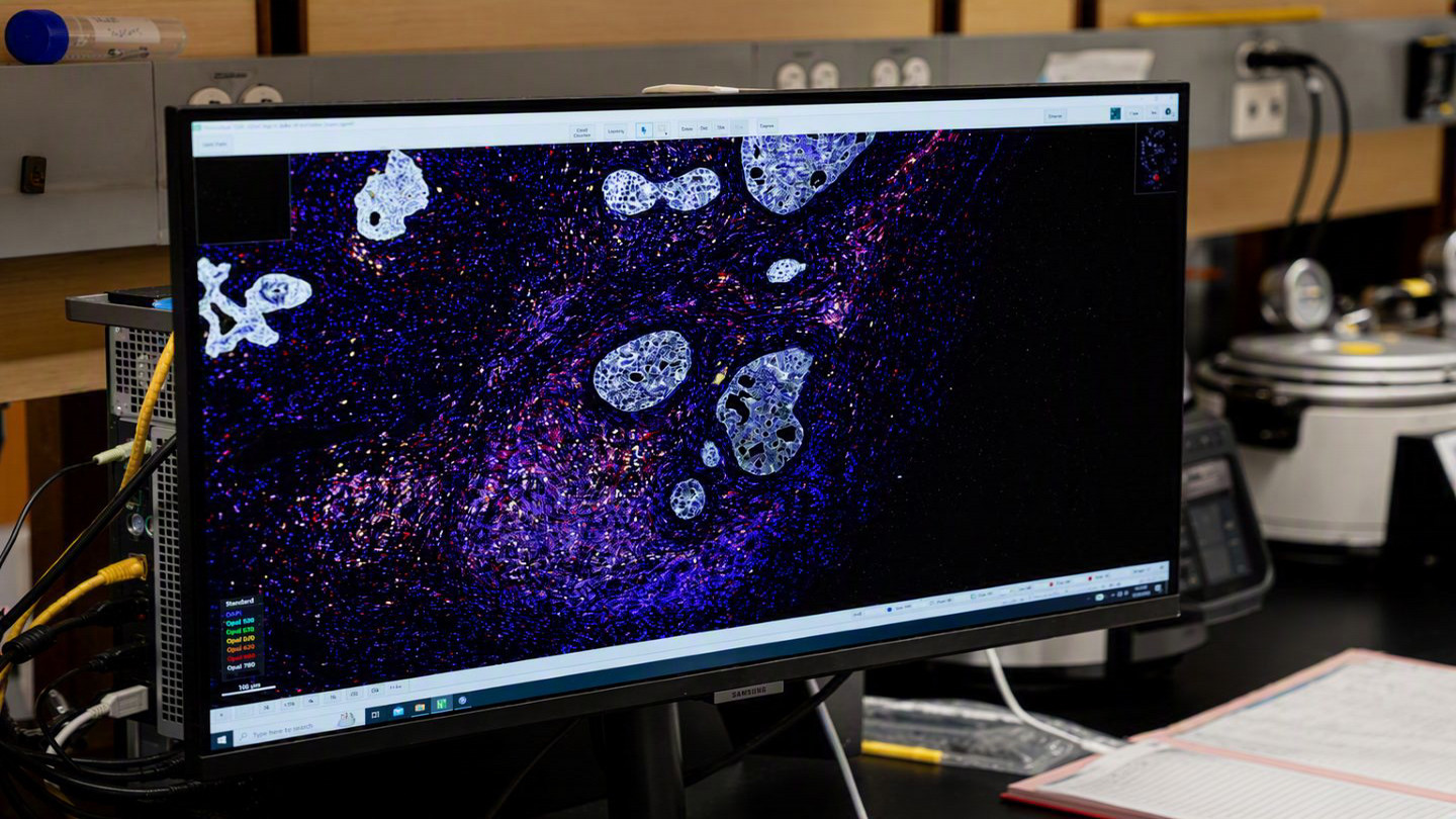 cellular structure digital imaging 