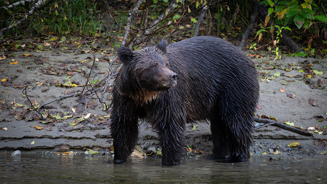 grizzly bear