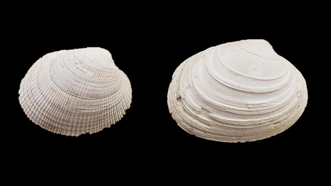 clams