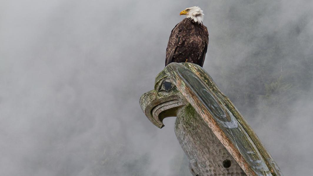 eagle