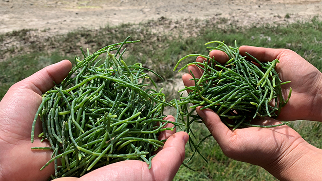 sea asparagus