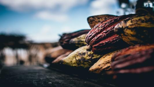 cacao pods