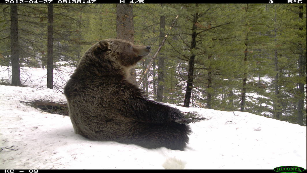 bear relaxing