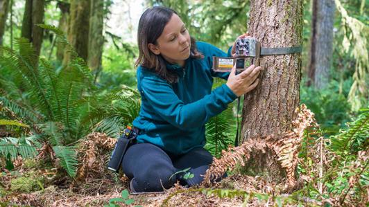 Melanie Clapham examines a facial recognition device attached to a tree in a forest.