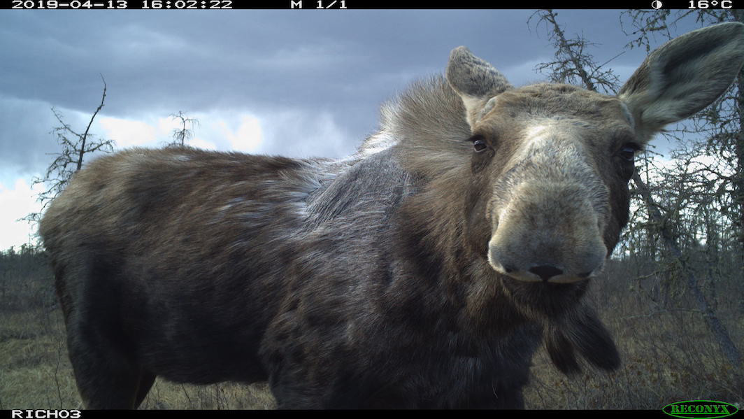 moose