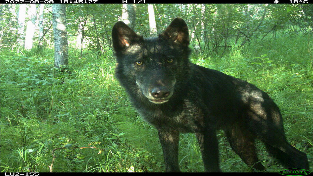 wolf