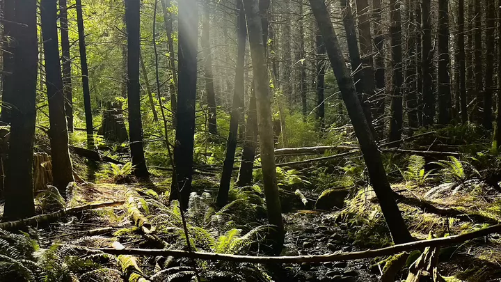 forest