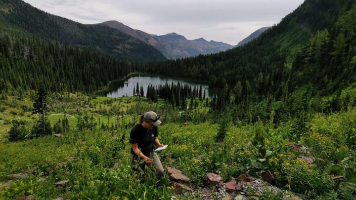 Emma Bialobzyski spent a summer mapping and controlling invasive species in Waterton Lakes National Park, Alberta.