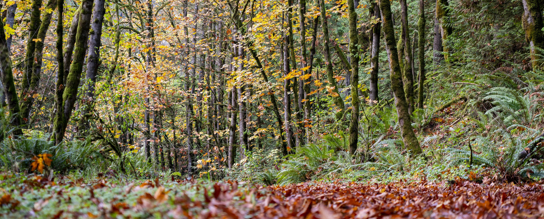 Forest in sunlight