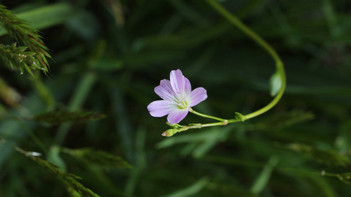Small pink wildflower