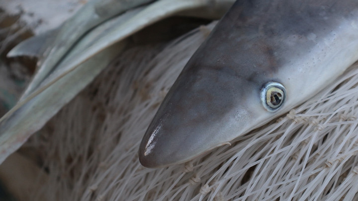 Shark close-up