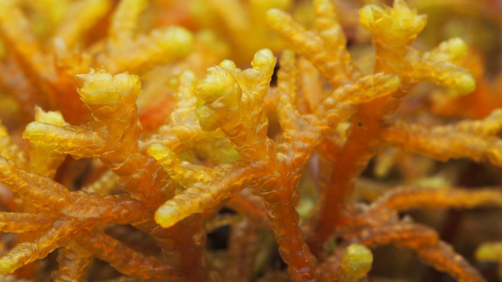 Close up of whipwort