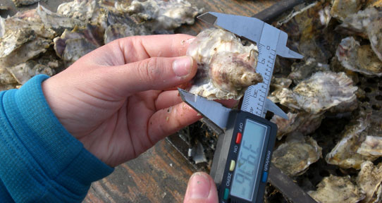 Oyster sampling