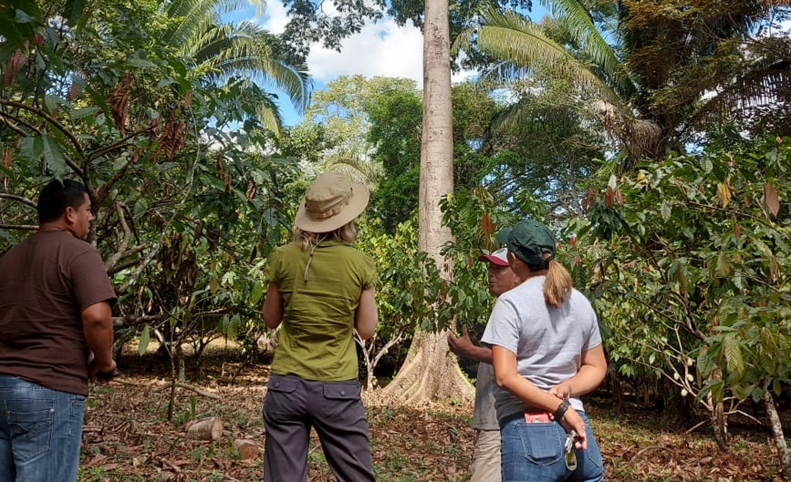 Sophia Carodenuto inspecting tree growth in Belize