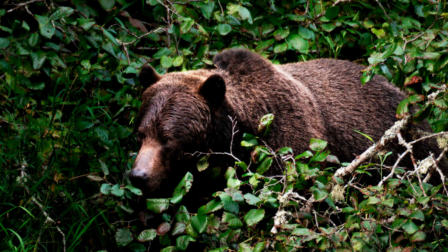Grizzly Bear on the Atnarko River