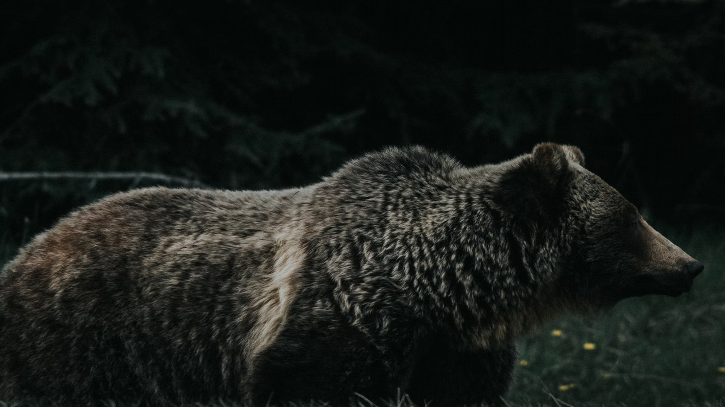 A grizzly bear spotted with two cubs (not pictured) on the side of the road in Banff, Canada