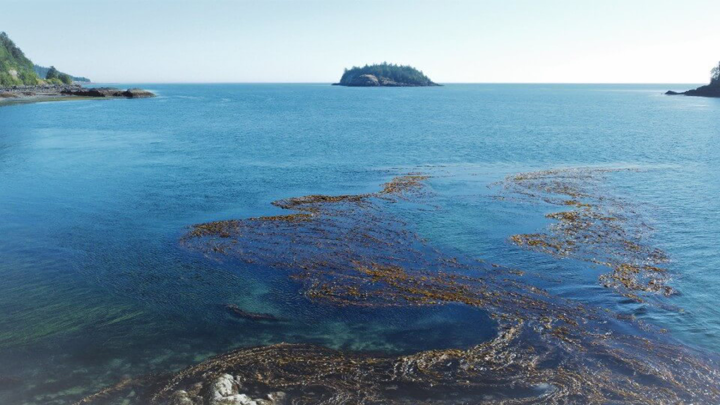 Kelp along the British Columbia coast.