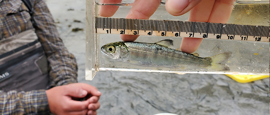 Close up image of salmon smolt being measured