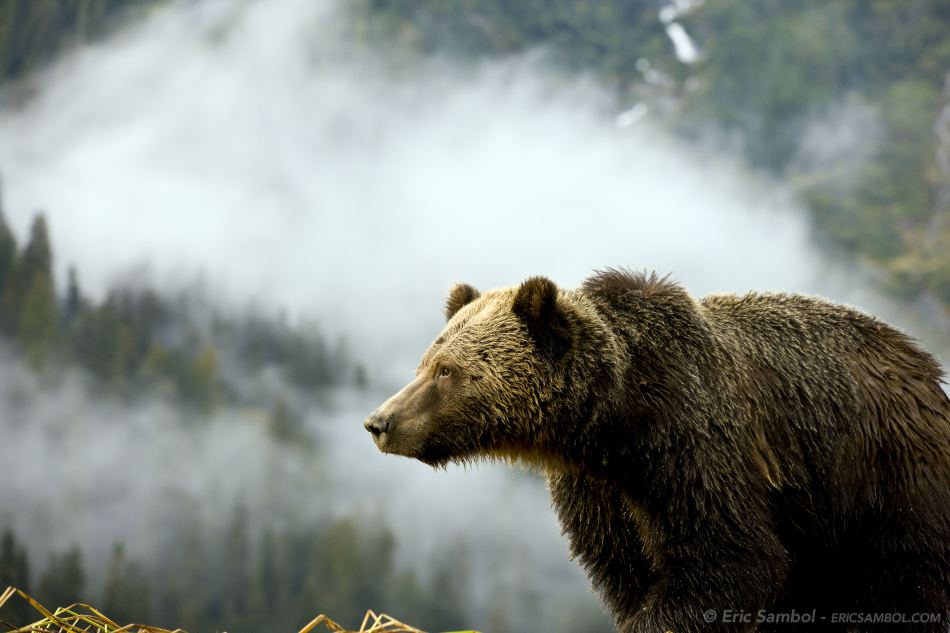 Geographers take aim at grizzly-bear hunting ban