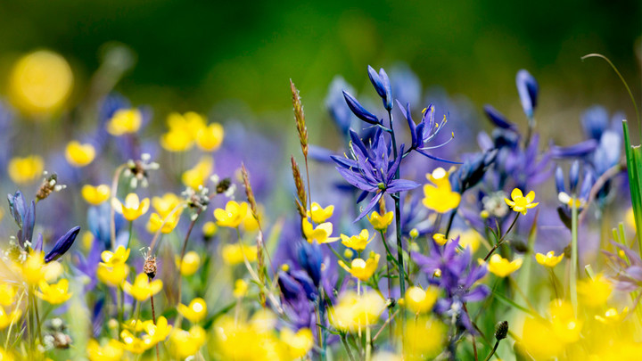 Close up of purple flowers in a field.