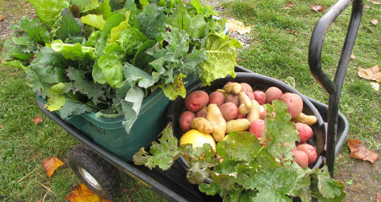 Wagon laden with fresh garden vegetables