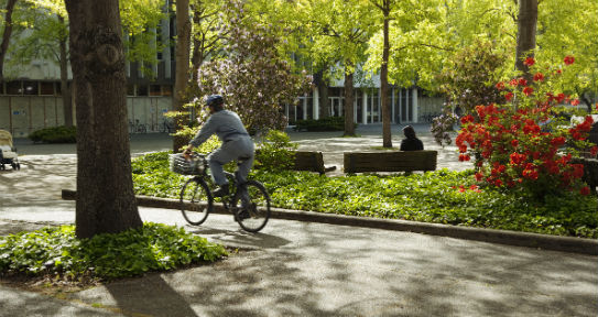 Cyclist in the quad