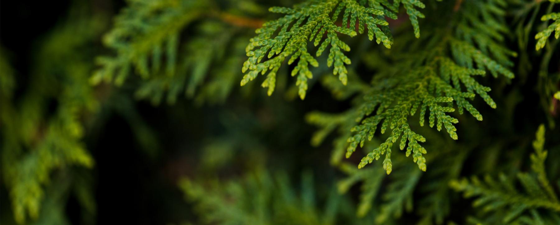 close up of cedar branches