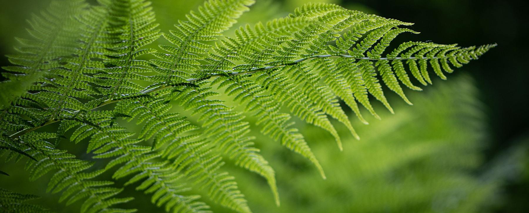 close up of fern