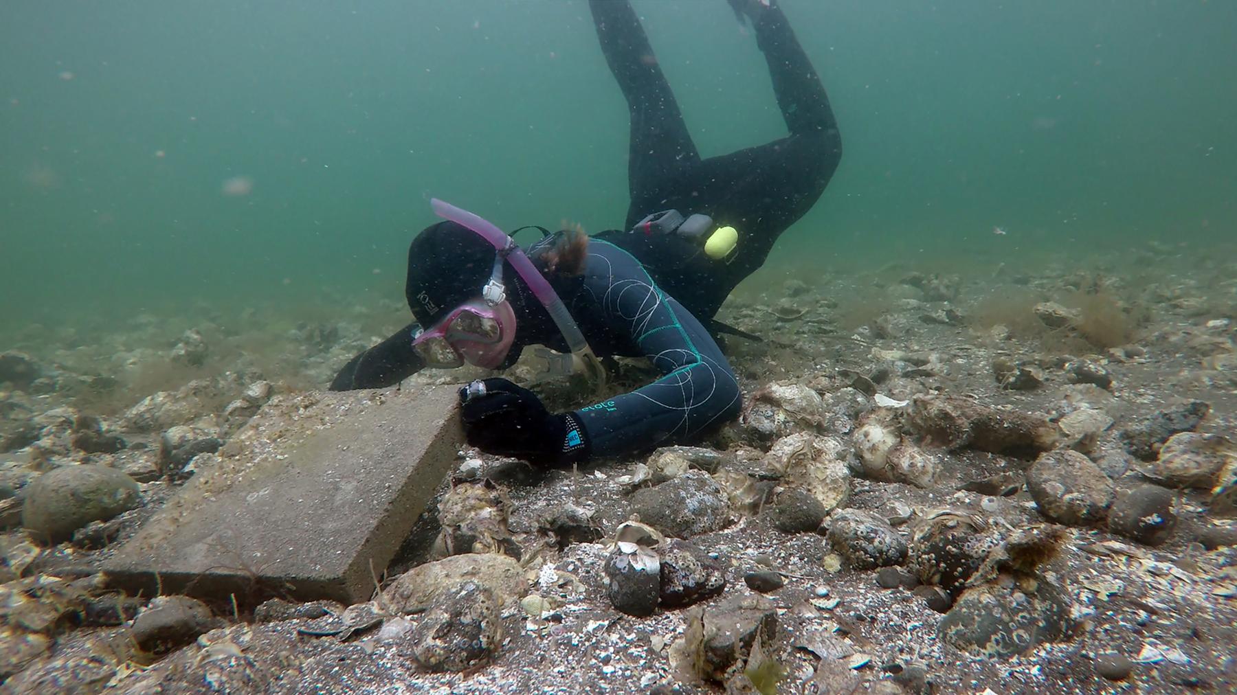 Co-op student Madeleine Thomson dives underwater to monitor the impact of marine vessel noise on fish populations