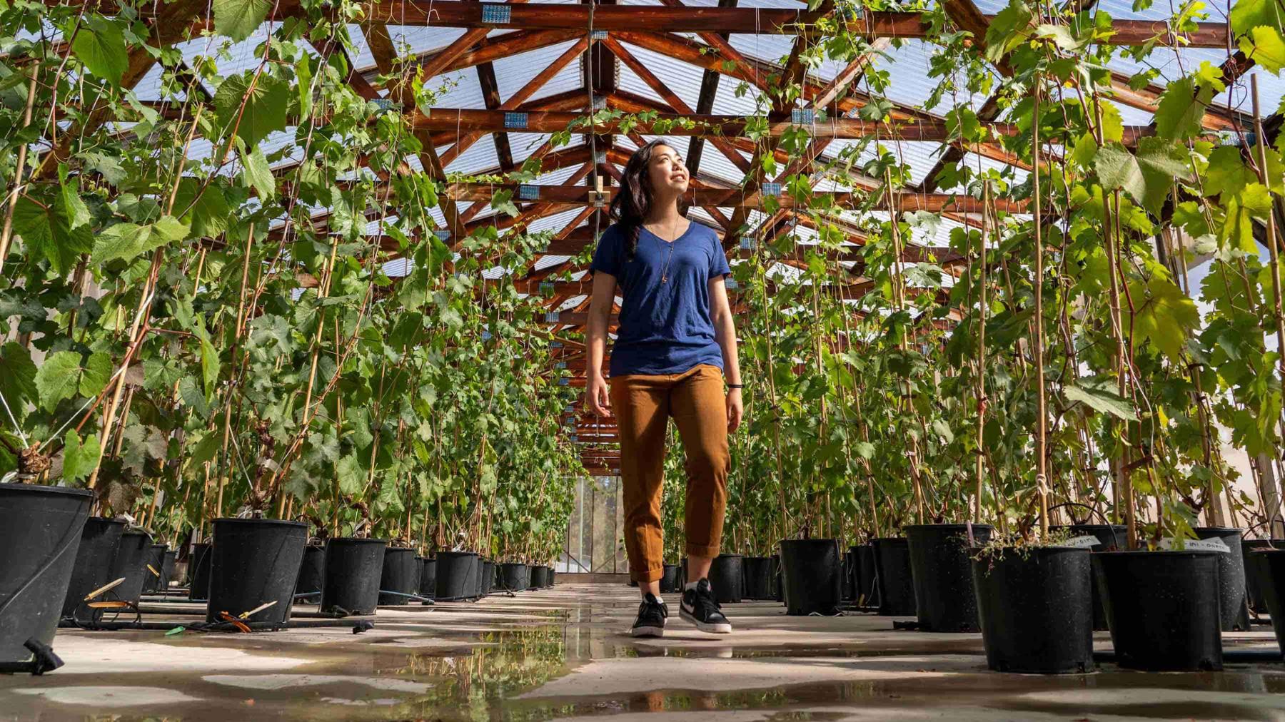 COOP student on site at the Canadian Food Inspection Agency - Plant Health Centre