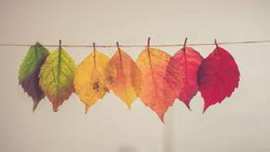 different coloured leaves on a line