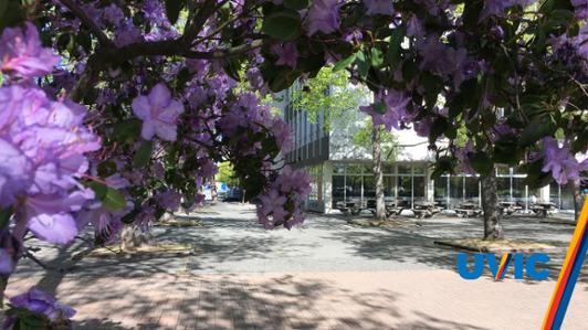 purple flowers in a tree