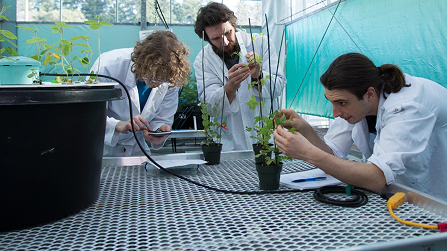 UVic student conducting plant research in a greenhouse